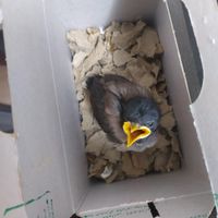 جوجه مرغ مینا پاکستانی|پرنده|شیراز, بالا کفت|دیوار