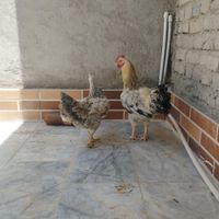ماکیان خروس|پرنده|سراوان, |دیوار