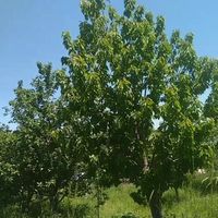 یک قطعه باغ 15 ساله روستای قلات رش|فروش خانه و ویلا|پیرانشهر, |دیوار