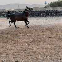 نریون عرب دوسر وارداتی|اسب و تجهیزات اسب‌سواری|تهران, آبشار|دیوار