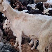 بزسانن با دوتابزغاله وبره نر|حیوانات مزرعه|تهران, دانشگاه تهران|دیوار