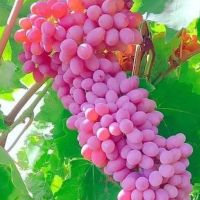 باغ-ایستاده-نازلو