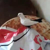 پرنده کبوتر دم سیاه|پرنده|بهبهان, |دیوار