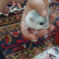 همستر|موش و خرگوش|تبریز, |دیوار