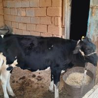 ۳عددگاو مارون ۳روستای بیت صیوان هلیچی|حیوانات مزرعه|رامشیر, |دیوار