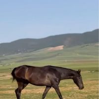 فروش اسب تورکمن|اسب و تجهیزات اسب‌سواری|تهران, تجریش|دیوار