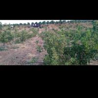 زمین-100-متری-محدوده-کانون-دو-بر