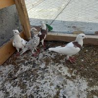 تعدادی کبوتر|پرنده|کرمانشاه, |دیوار