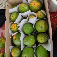 فروش مستقیم پاپایا(میوه طلایی)|خوردنی و آشامیدنی|تهران, جردن|دیوار