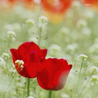 زمین-خیابان-جهاد-کشاورزی-8