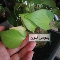 مجموعه سه تایی گیاه پتوس|گل و گیاه طبیعی|تهران, جنت‌آباد جنوبی|دیوار