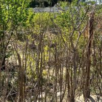 چهاردیواری-1000-متری-سند-دار-دهشاد-شهریار