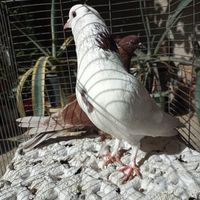 کبوتر هما پرشی و سرخ کاکلی پا چکمه نر و ماده|پرنده|تهران, استاد معین|دیوار