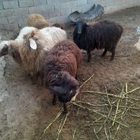 گوسفند|حیوانات مزرعه|گنبد کاووس, |دیوار
