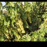 باغ-تمیزی-است-بهر-جاده-صحرایی