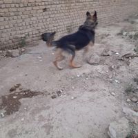 سگ ژرمن نگهبان ورک نر یکساله|سگ|تهران, تهران‌سر|دیوار
