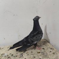 جوجه کله ای دورنگ|پرنده|بم, |دیوار