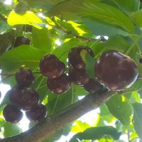 باغی-ایرانی-در-منطقه-گردشگری-وتوریستی-روستای-ابر