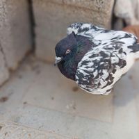 کفتر سینه پلاکی|پرنده|داراب, |دیوار