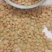 مواد خوراکی و غذایی|خوردنی و آشامیدنی|تهران, نواب|دیوار