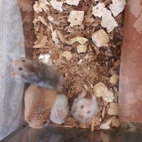فروش عمده همستر (پرورشی و انگل تراپی شده)|موش و خرگوش|تهران, خواجه نظام الملک|دیوار