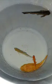 فروش ماهی .لجن خوار و...