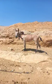 قاطر ماده ۴ سال