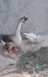 غوقاز جوجه غوقاز و جوجه مرغ