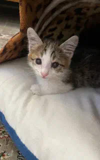 گربه دی اس اچ ۲ ماهه سالم