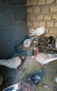 باسلام این حیوون باخت خورده