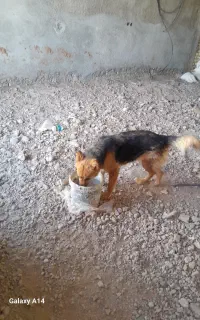 فروش سگ ژرمن ماده