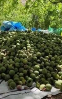 گردو پخش عمده