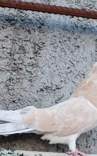 کبوتر لیمویی سرور ماده