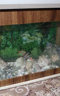 آکواریوم شیشه ای