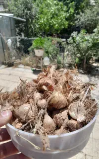 (پیاز زعفران)