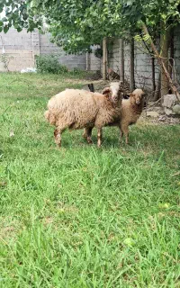 بره نر خوشگل