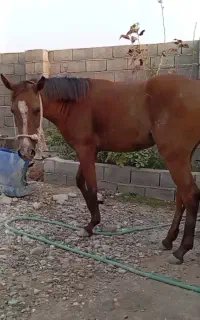 اسب گمشده