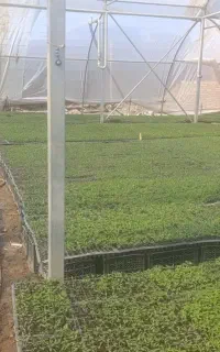 نشا گوجه