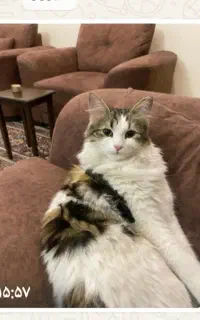 گربه خانگی بسیار آرام