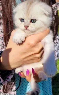 اسکاتیش لپ تپلی