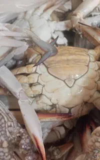 صید الان مشتا