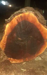 خریدار چوب تر و خشک اکالیپتوس و غیره