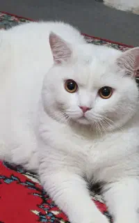 جفتگیری