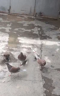 کبوتر تهرانی