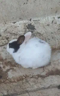خرگوش