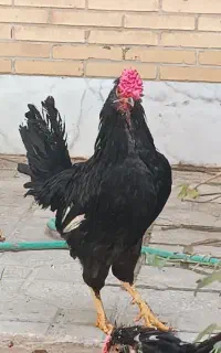 خروس گلین چهل تاج جوان