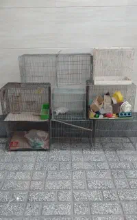 ۹عددقفس پرنده درحدنو