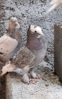 کبوتر ترکی