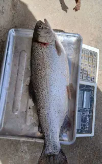 فروش کیلویی