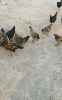 مرغ محلی تخم گذار
